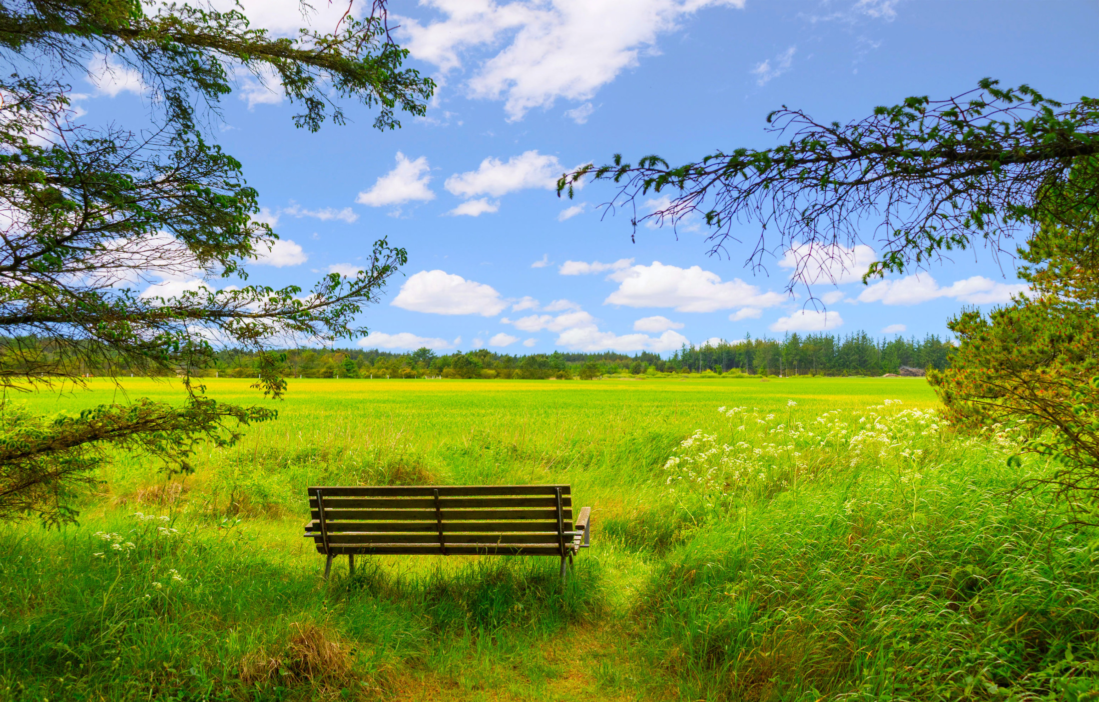 Blokhus Natur Camping