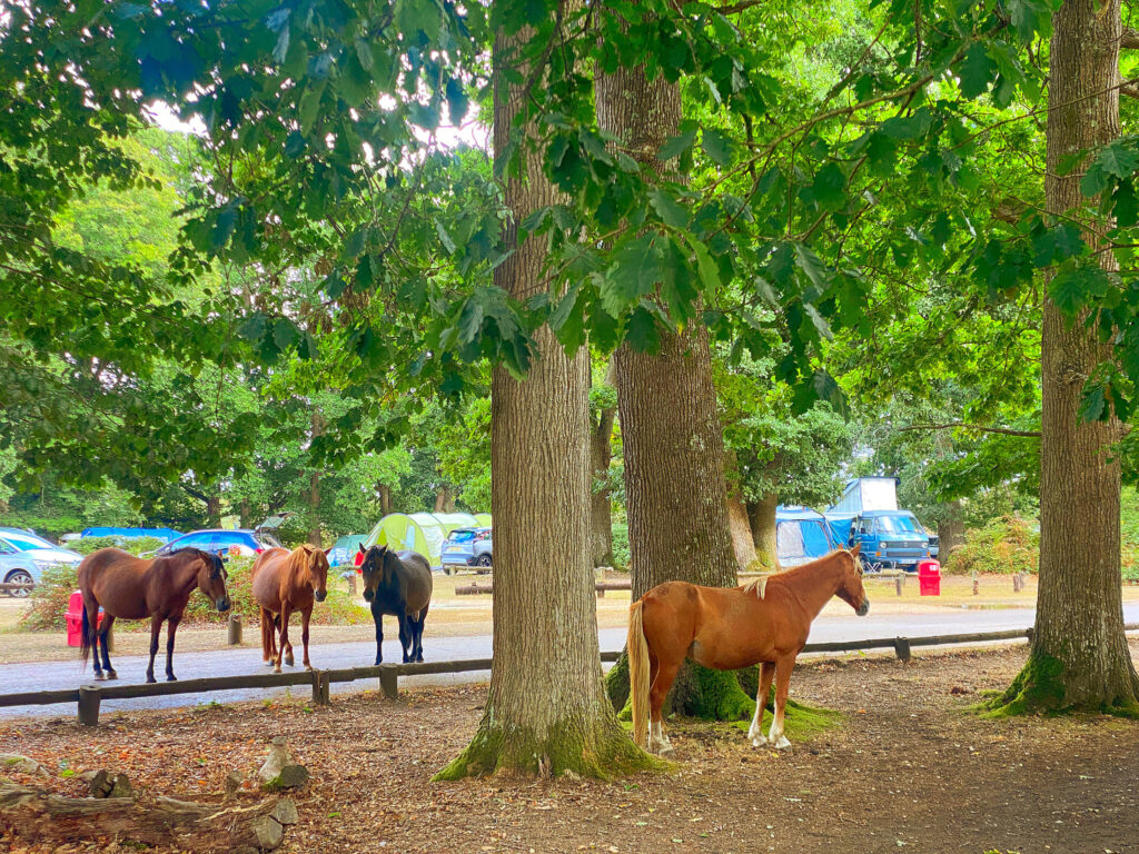Hollands Wood Campsite