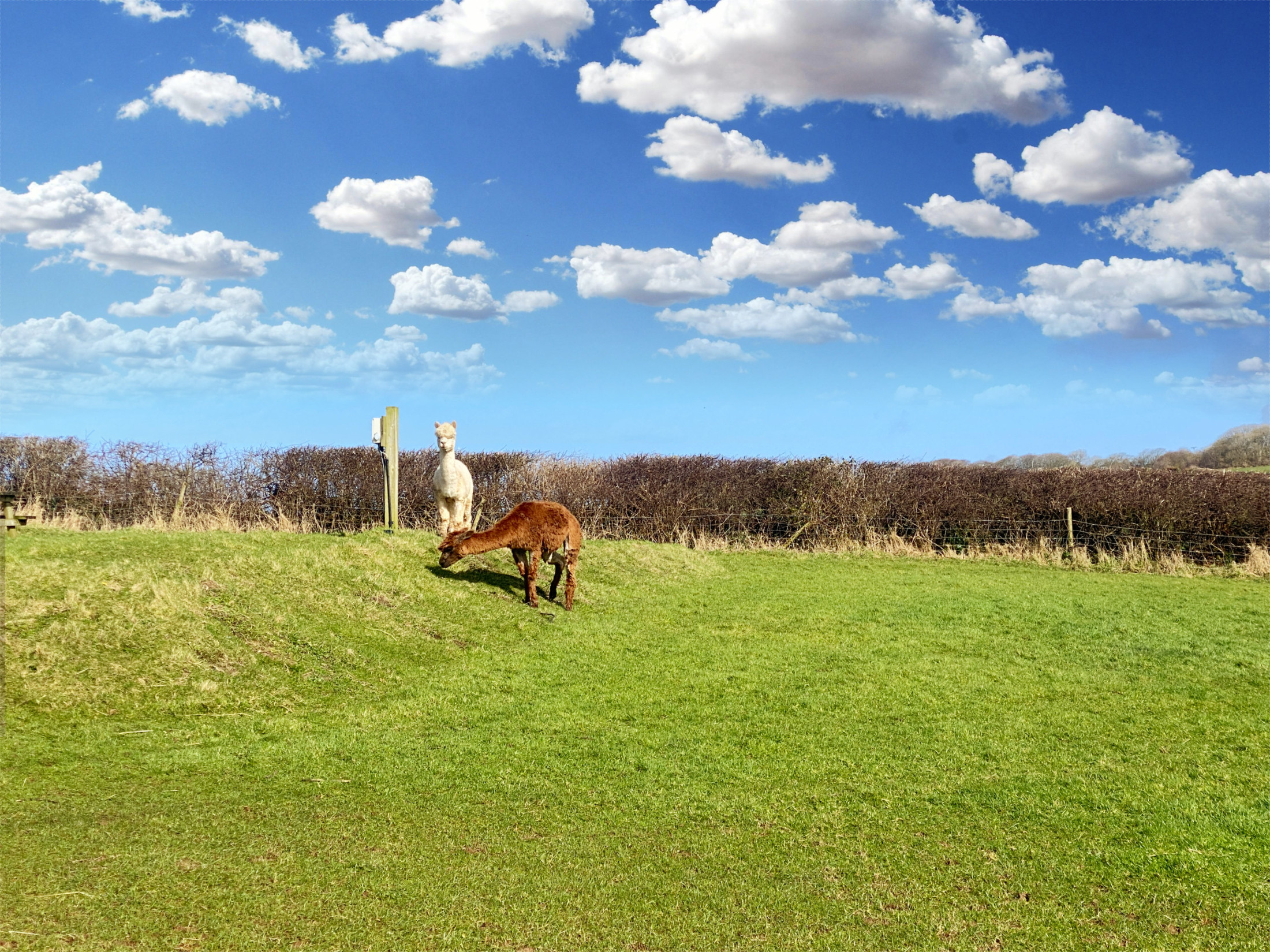 Broad Park Camping and Glamping