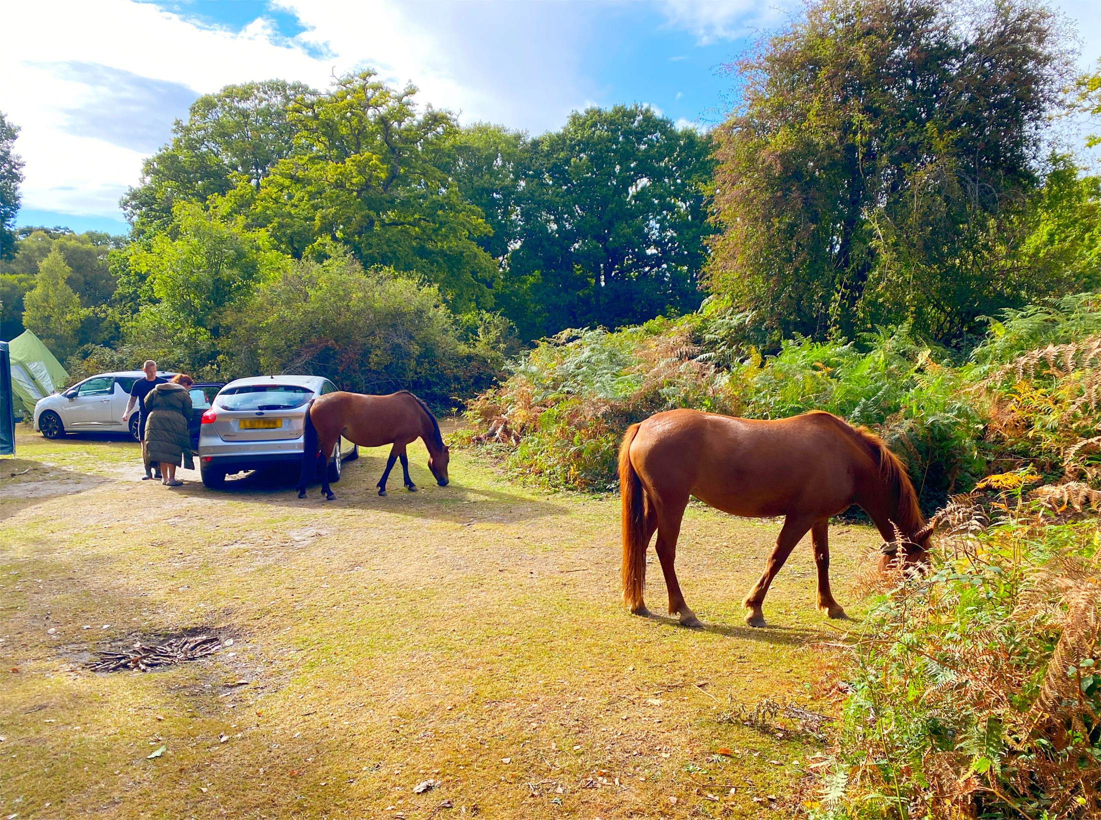 Hollands Wood Campsite